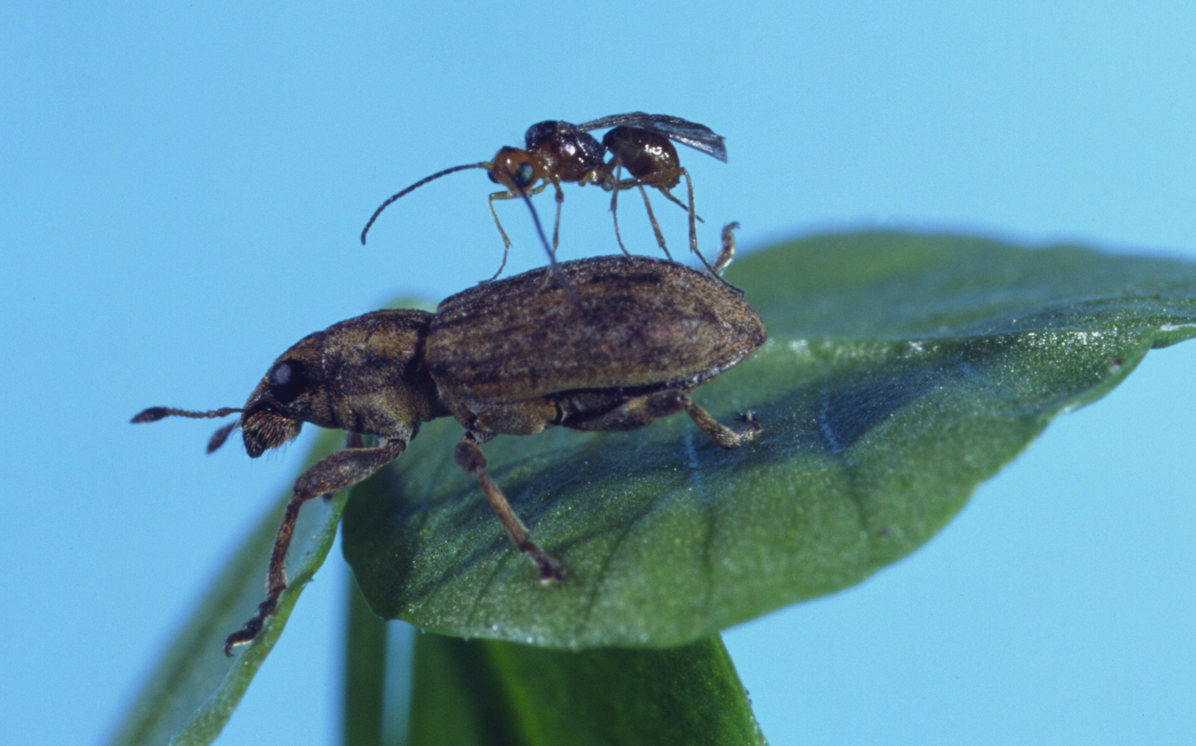 Weevil Wasp