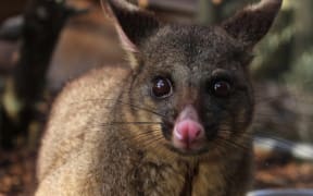 Fanta the pet possum