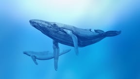 Voice of the Whale, Aotearoa Festival of the Arts 2022