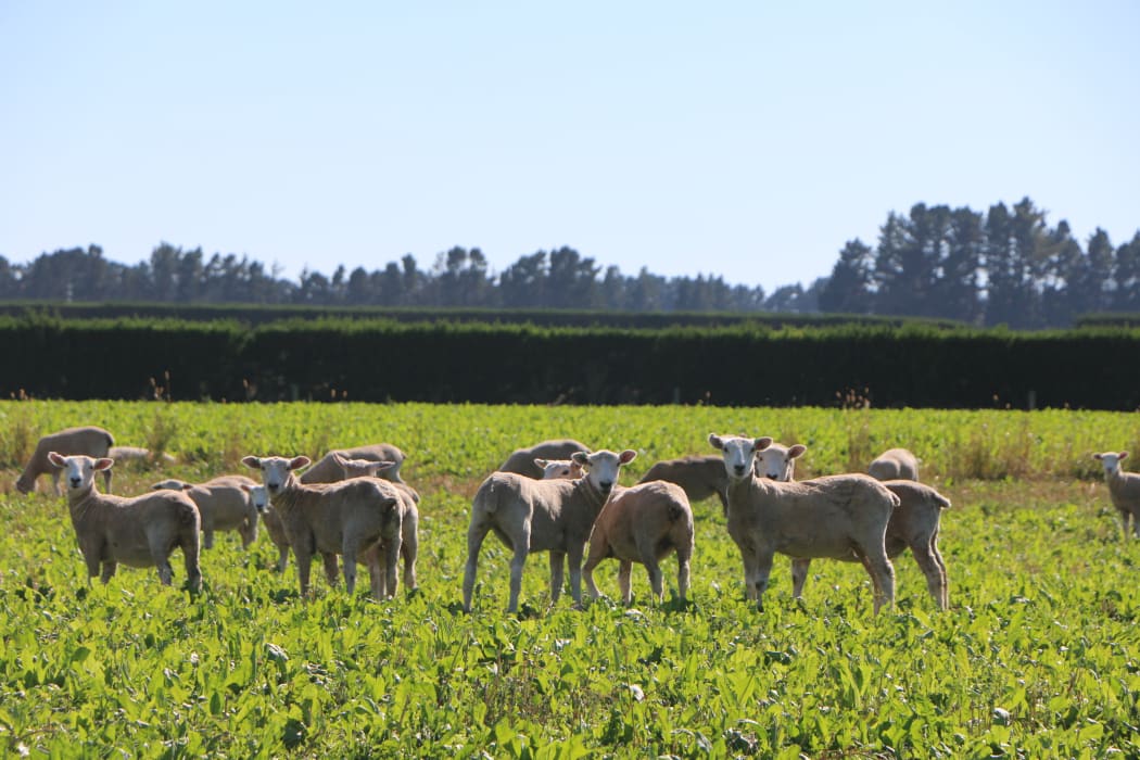 Te Mana Lamb