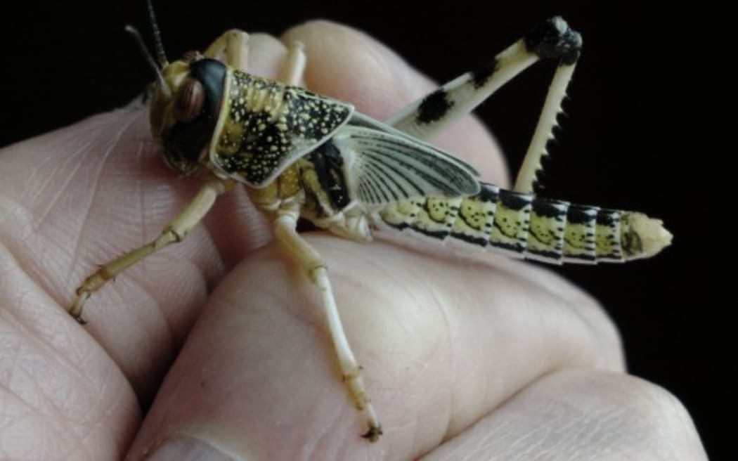 locust