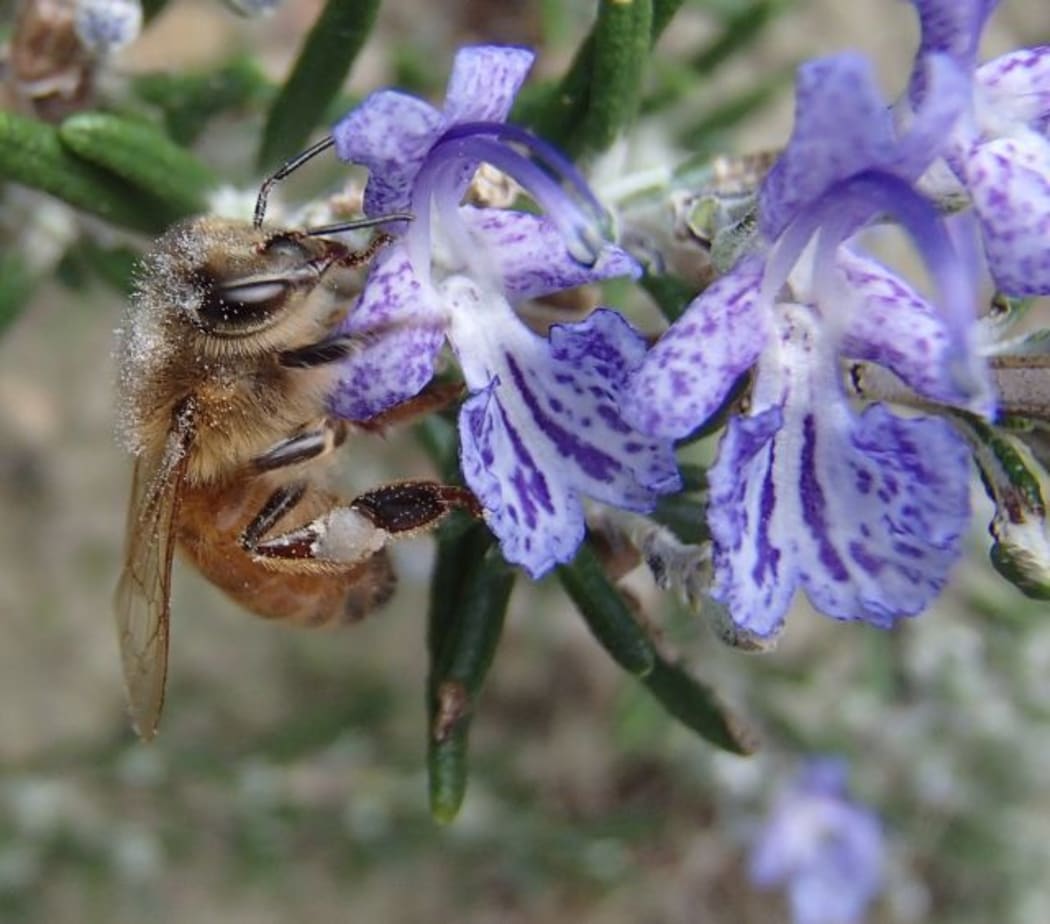 A honeybee forages for pollen on a rosemary flower.