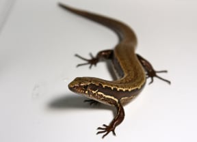 Conservation workers discovered the skink.
