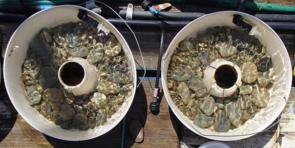 The mesocosms are filled with cobbles and sediment that mimics the nearby riverbed, and water is piped into them and overflows through the central hole. And yes, each mesocosm is a ring cake tin.