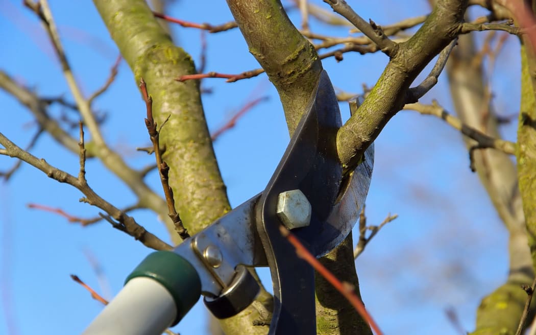 Cutting a tree branch