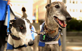 Greyhounds as Pets fundraising for the organisation.