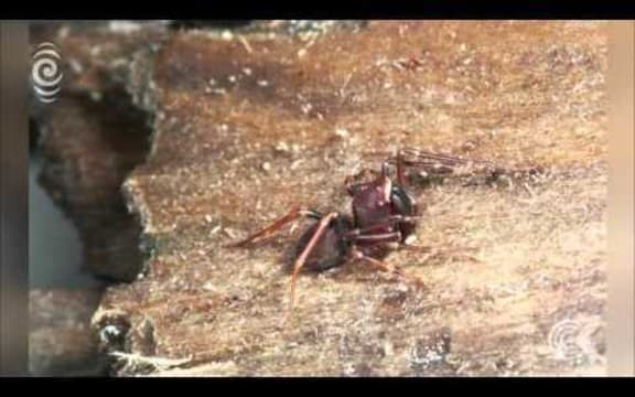 NZ spider thought to have fastest bite in the world: RNZ Checkpoint