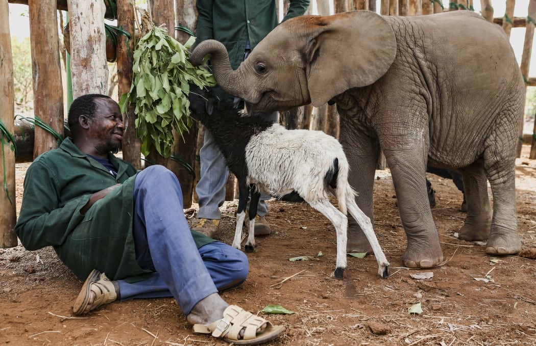 Nania, her keepers and Celine Sissler-Bienvenu, walked 14kms with Nania to her new home. Along the way, the team stopped to feed and give her a mudbath.
