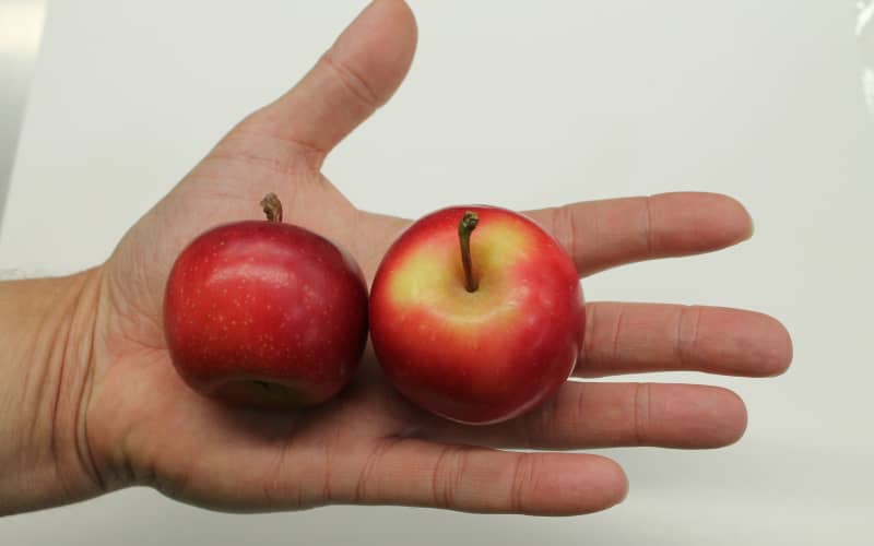 Markets grow for tiny Rockit apples | RNZ