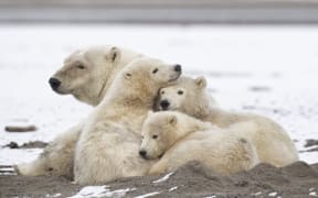 Polar bear (Ursus maritimus) female and young at rest on the shore, Barter Island, Northern Arctic Circle, Alaska..