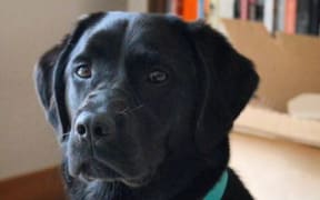 Inka the black labrador