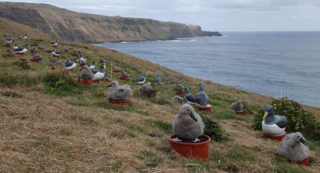 Grassy area above sea cliffs with sea in the background,and lots of live chicks and decoy albatrosses dotted around.