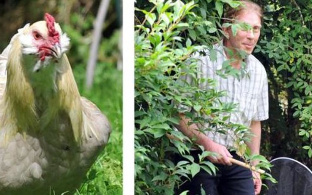 Henry rooster