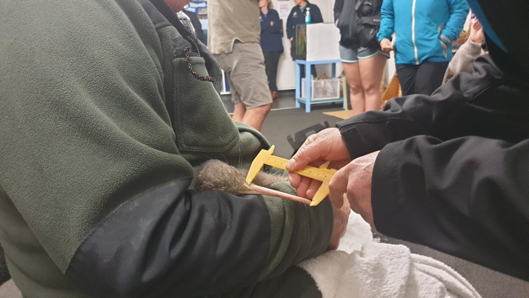 Papa being checked over.