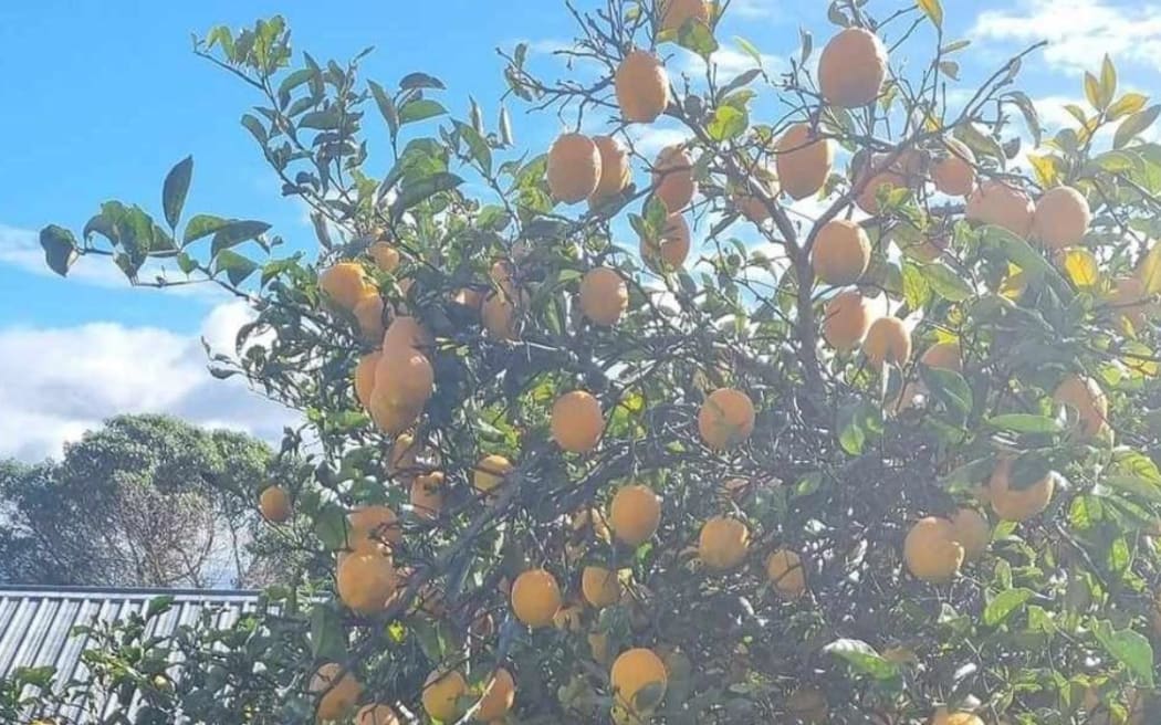 For use only with Stuff story. Welcome Bay, Tauranga, resident Anamaria Borell and her whānau regularly pick lemons from their trees and put them in large bins at the end of the driveway to share with locals.