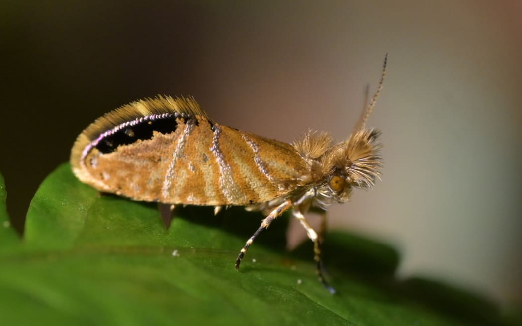 Jaw Moth