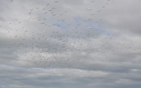 Eastern bar-tailed godwits are arriving in New Zealand.