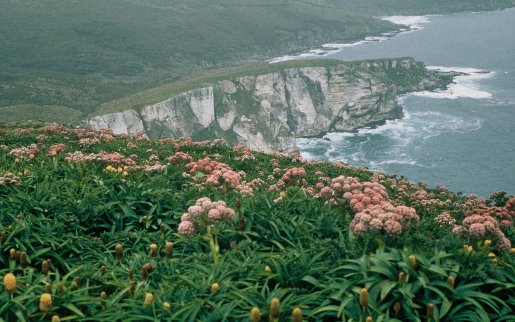 A herb field on Campbell Island.
