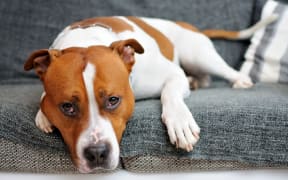 Portrait of lying American Staffordshire bull terrier. Unwell dog