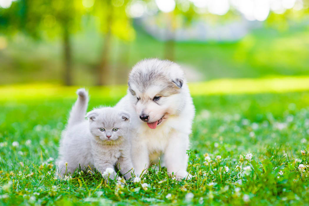 Puppy and kitten.