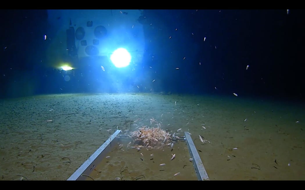 The explorers believe they have discovered four new species of prawn-like crustaceans called amphipods