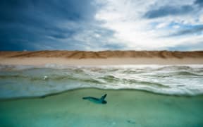 Baby Turtle Ocean surface side