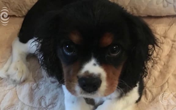 Christchurch dog Turbo to undergo a NZ first procedure