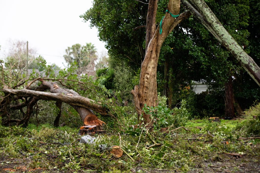 Thirty native trees at a Canal Road property in Avondale are facing the chop.