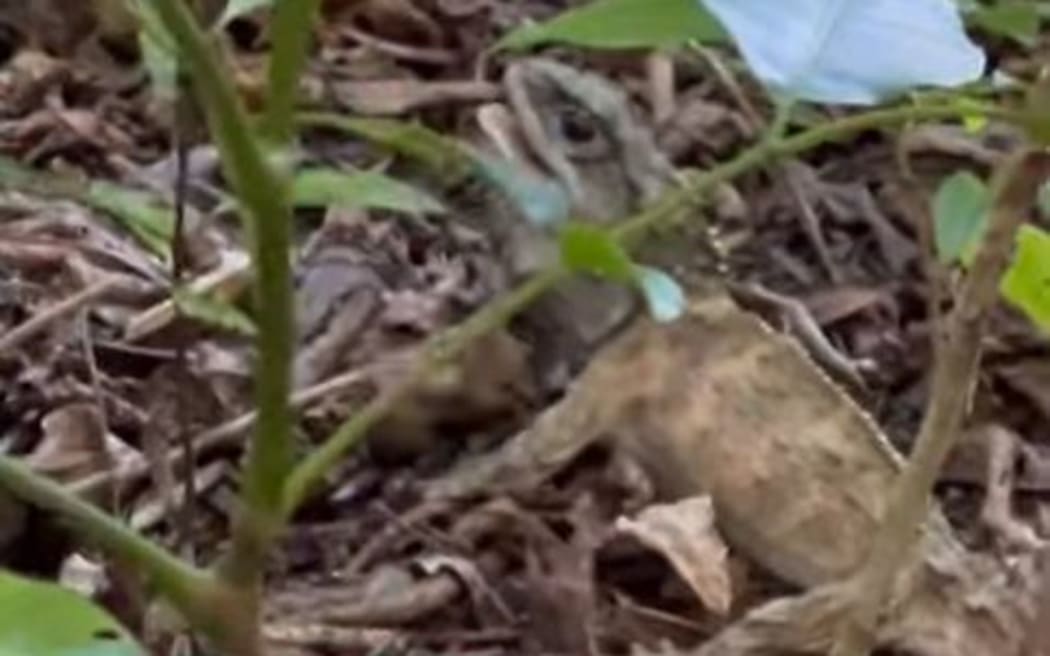 A tuatara and takahē scrap on Tiritiri Matangi island