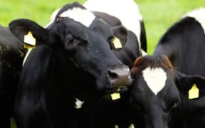 Dairy cow.