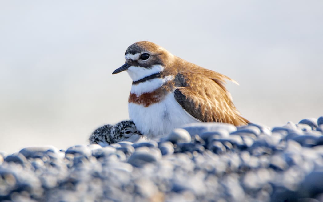 Banded dotterels and their chicks have been killed by a four-wheeler that was driven through their nesting site at Gooches beach.