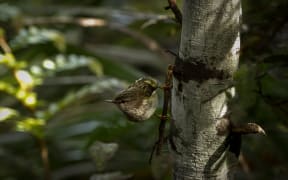 Rifleman/titiponamu