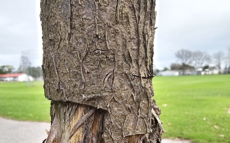 Second memorial tree dies: Are vandals or natural causes at fault? | RNZ