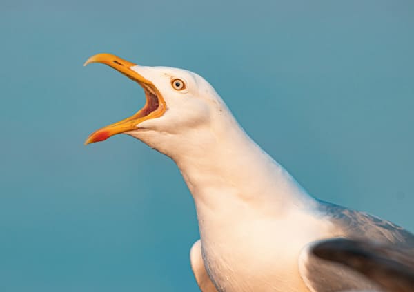 A seagull opens its mouth wide with a blue sky behind.