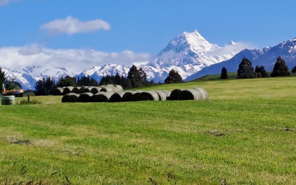Baleage cut in Central Otago with snowy capped mountains in the background.