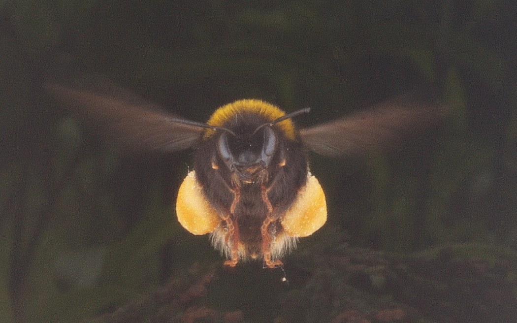Foraging bumblebee