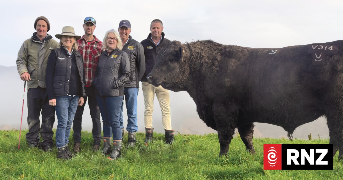 'Magnificent animal': Record bull part of family's legacy