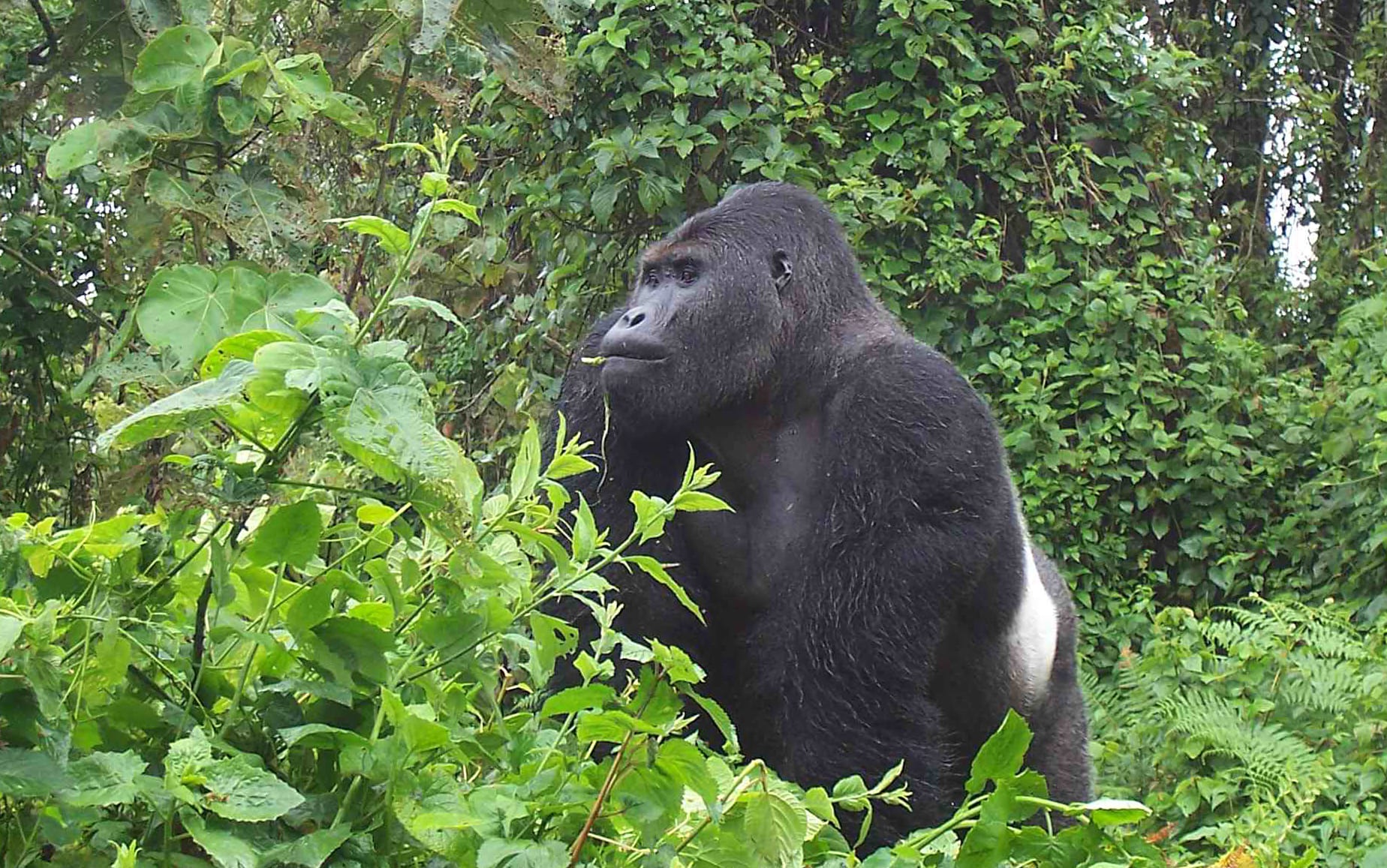 Male gorilla at Kahuzi Biega National Park, Democratic Republic of Congo.