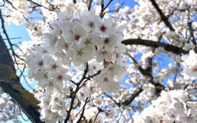 Blossoms in Alexandra