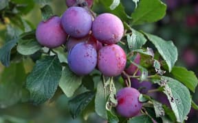Plums