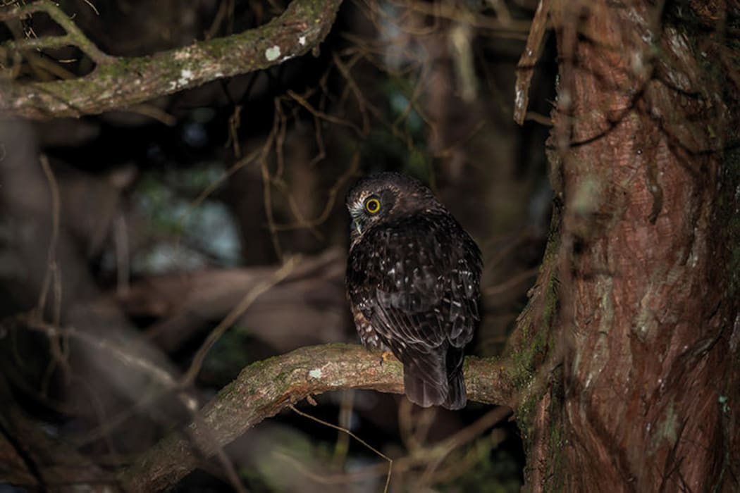 Morepork