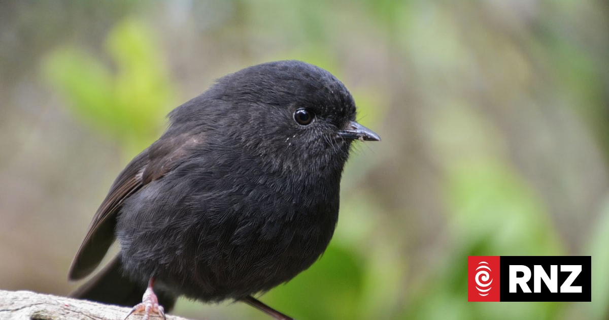 Black robin bucks shy tag to take Bird of the Year 2026