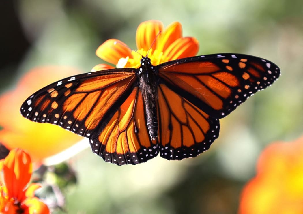 A Monarch butterfly lands on a flower at the Rinconada Community Garden on November 03, 2021 in Palo Alto, California. Large populations of Monarch butterflies are being seen breeding for the first time in the urban San Francisco Bay peninsula.