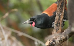North Island Saddleback Philesturnus rufusater on Tiritiri Matangi Island, New Zealand.