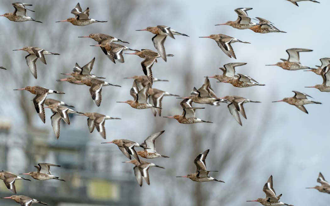Bar-tailed godwits