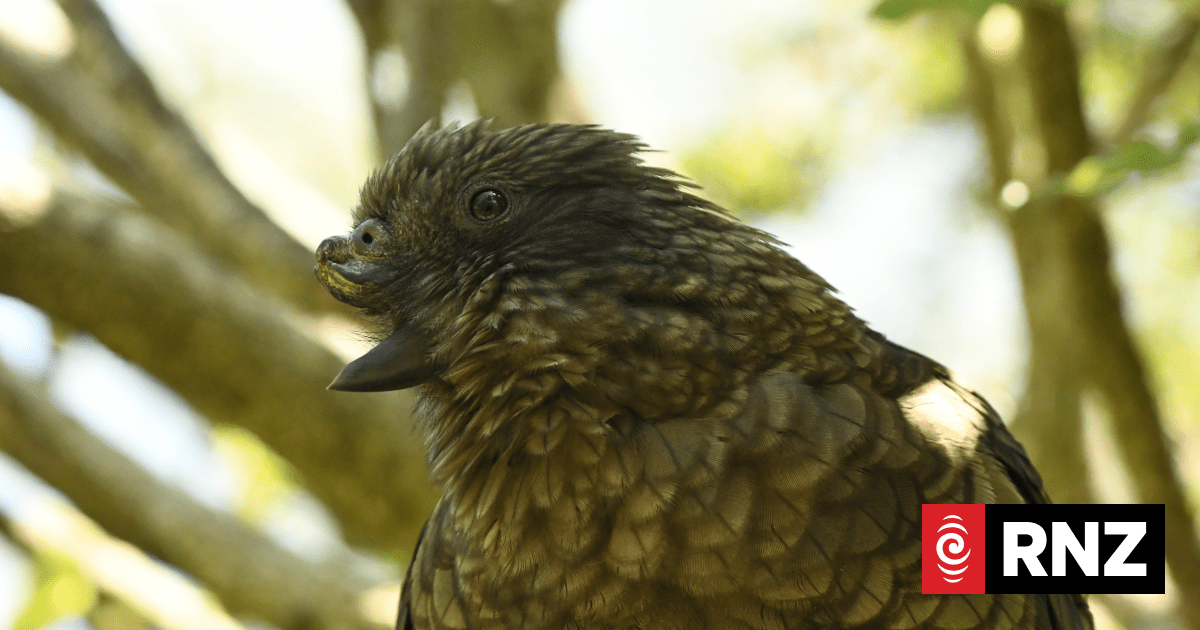 Disabled kea achieves social dominance with one-of-a-kind 'jousting' technique