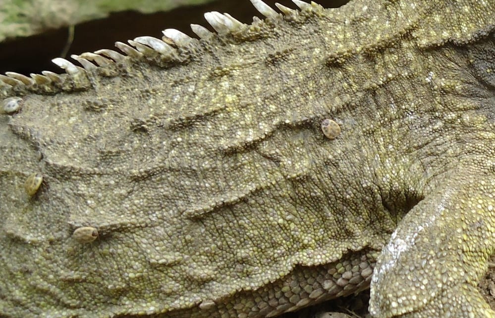 The Tuatara Tick