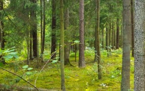 Inside view of the forest during summer with trees, grass and leafs.