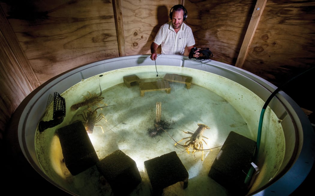 A photo looking down on a large circular tank filled with water and four large crayfish. Box lights in the tank illuminate the crayfish. A man in a white shirt wearing headphones standing on the far side of the tank dangles a microphone into the water. The tank is in a dark room with bare wooden walls.