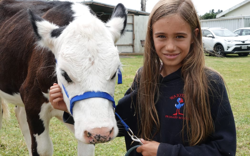 Ten-year-old Ivy Southee, from Waiotira, with a family calf named Daisy.